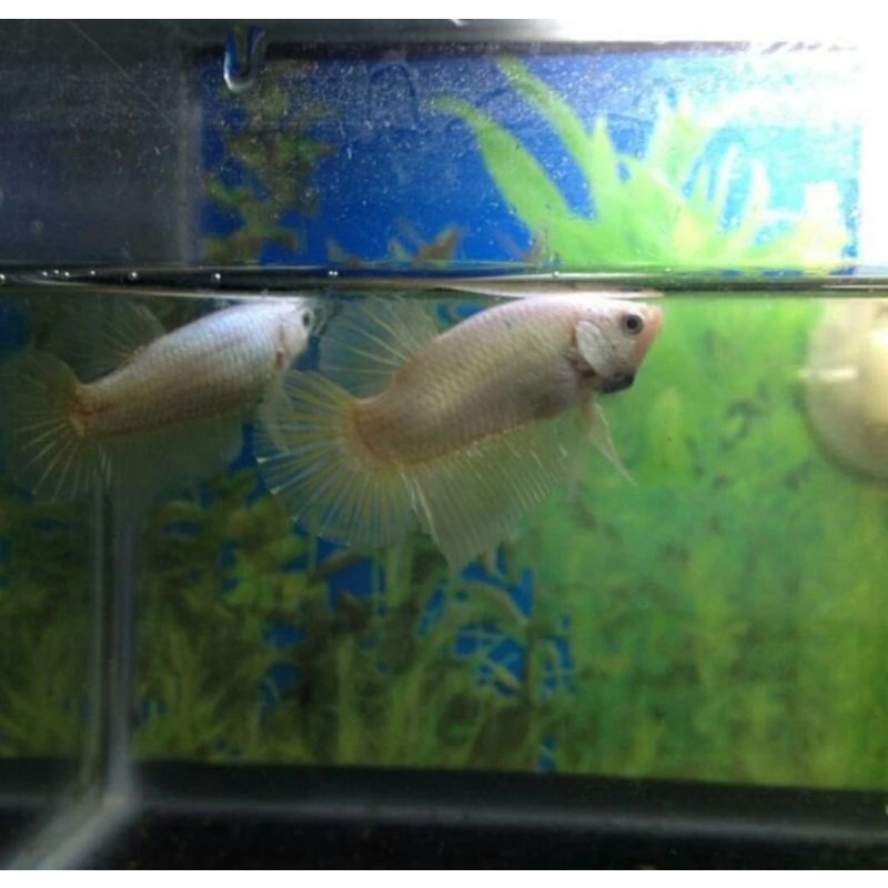 ikan cupang yellow dragon jantan