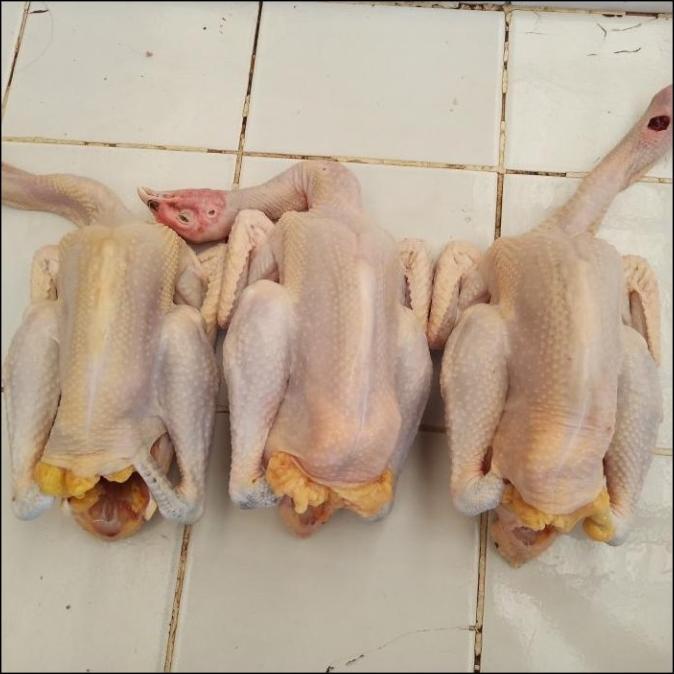 

SALE AYAM KAMPUNG SEDANG TERLARIS F5464RY