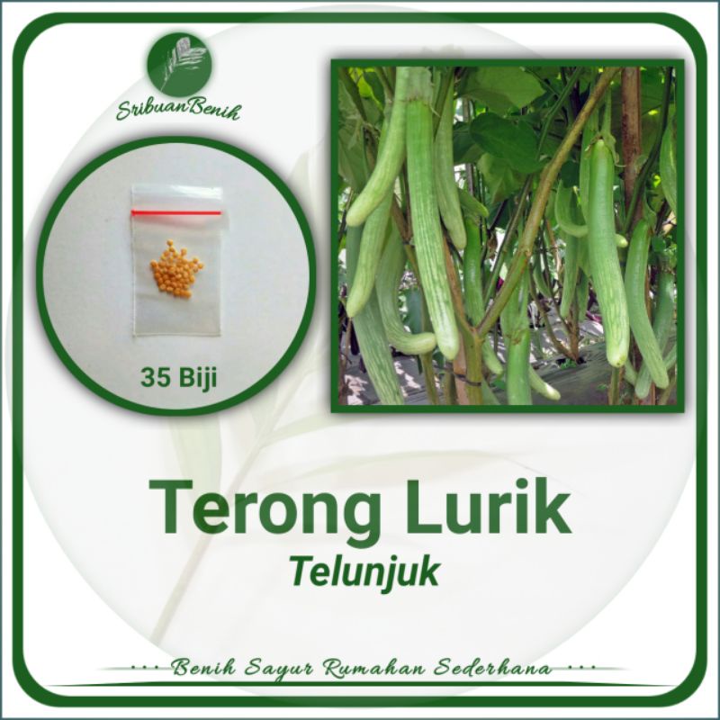 ± 35 Benih Biji TerongTelunjuk Lurik/ Loreng Benih Sayuran Terong