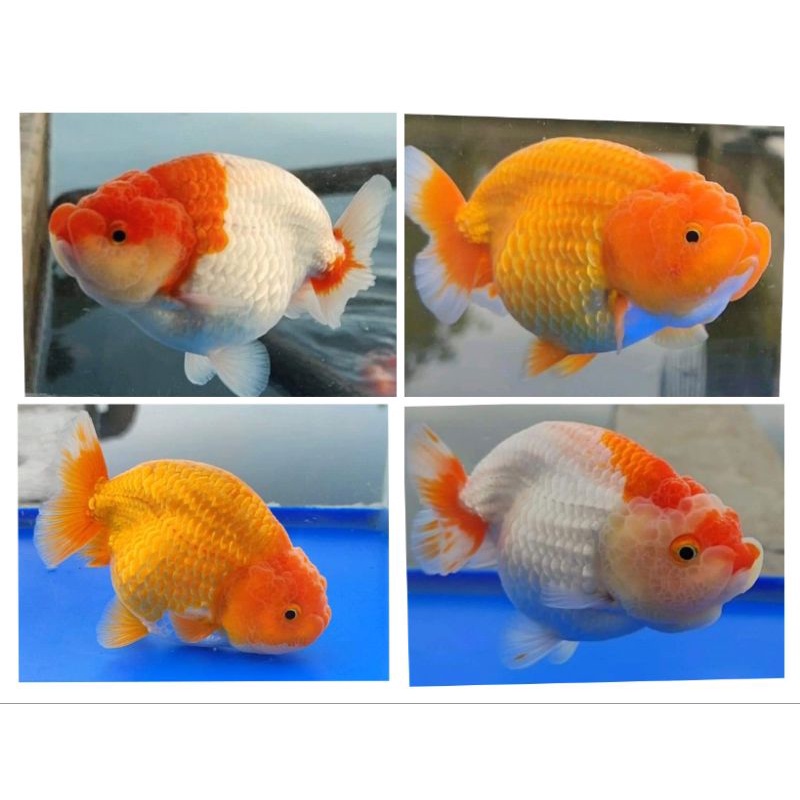 ikan mas koki lionchu hybrid import