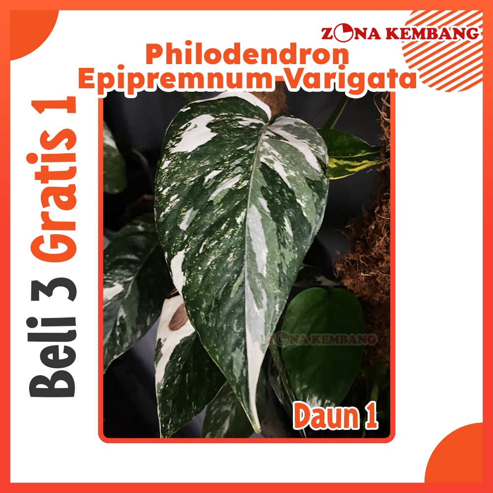 Tanaman bunga epipremnum pinatum EPIPREMNUM VARIEGATA