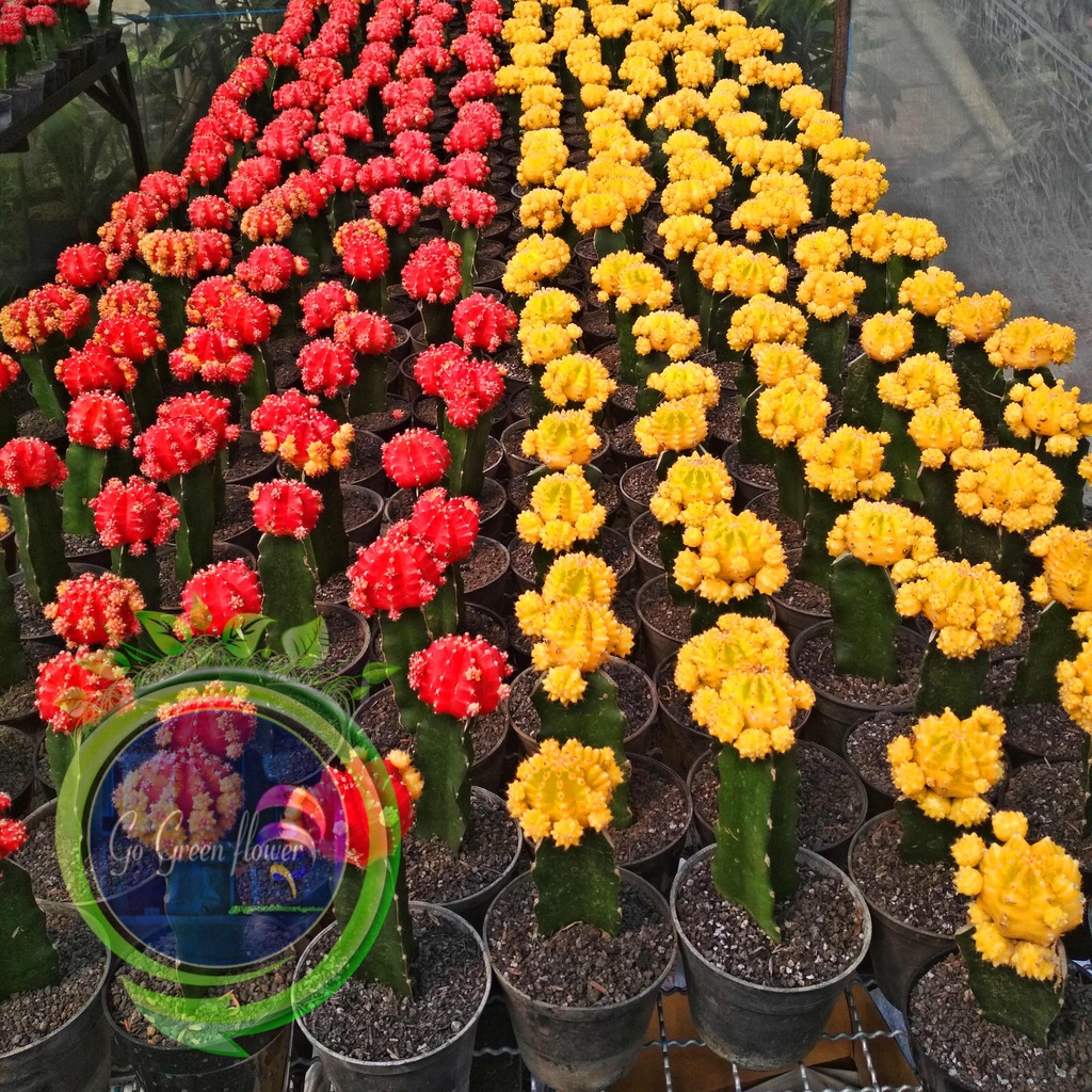 KAKTUS GYMNO IMPORT golden barel GYMNO kaktus sekulen