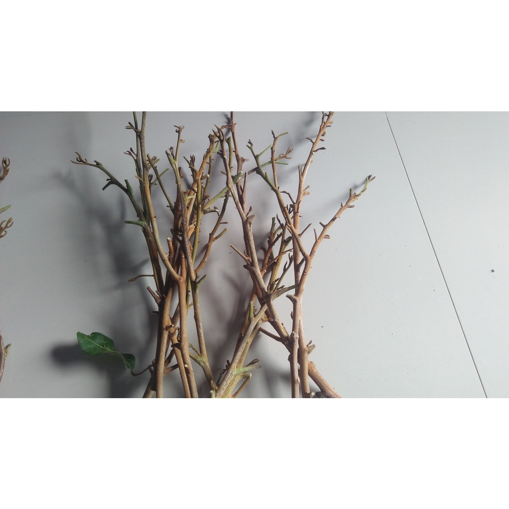 entres kelengkeng new kristal