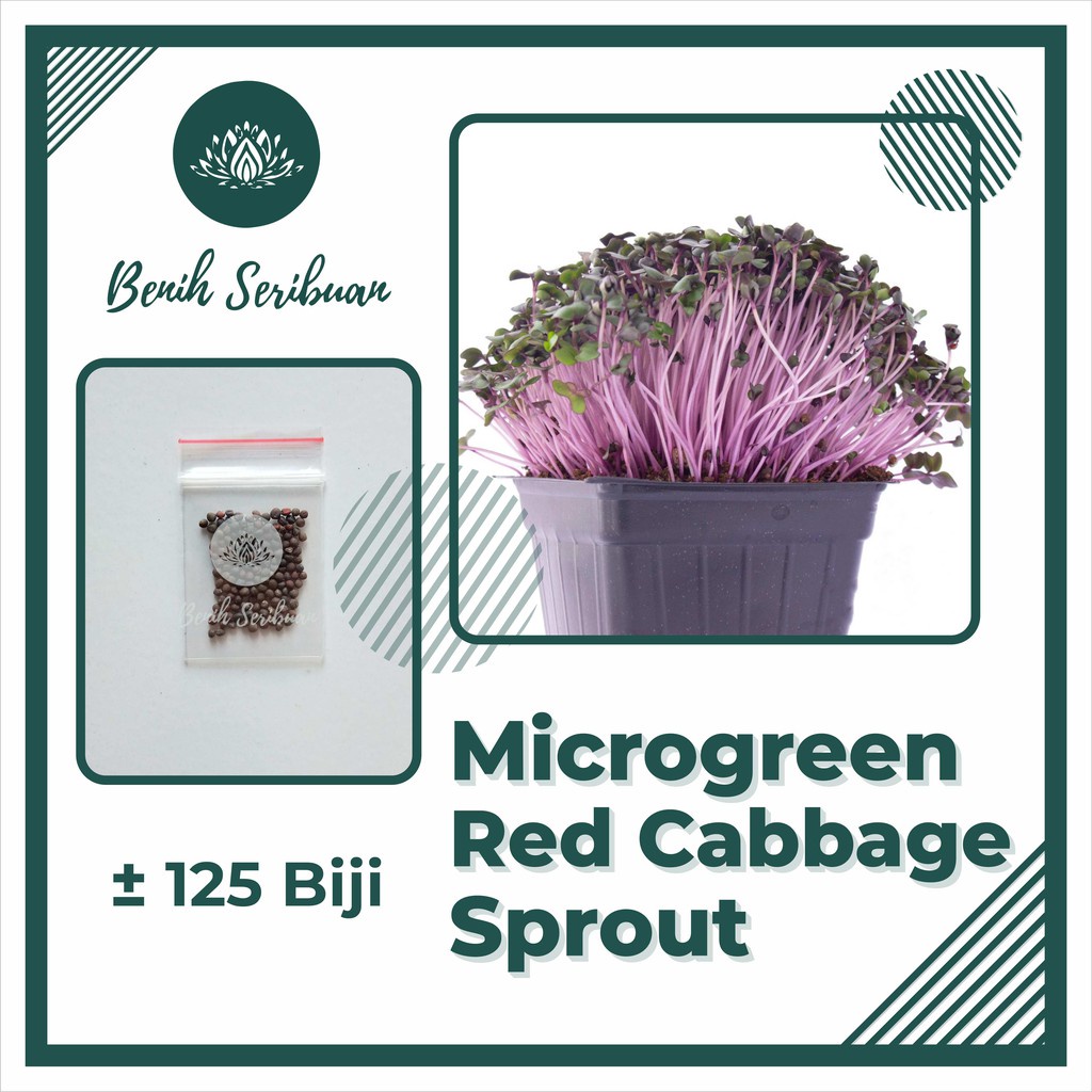 Benih Seribuan - 125 Bibit Microgreen Red Cabbage Sprout Organik Unggul