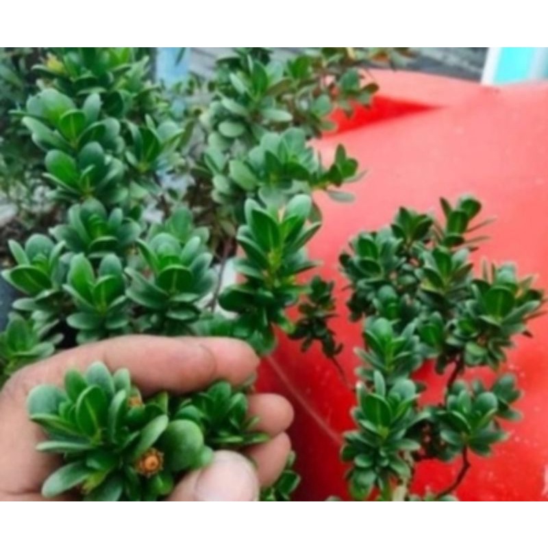 10 biji santigi mawar micro super 2k