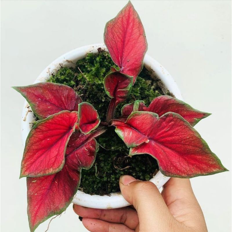 caladium red jaguar daun ganda/keladi red jaguar remaja 3-5daun