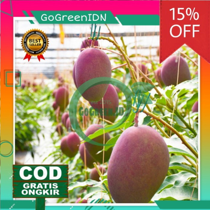 Benih Bibit Tanaman Buah Mangga Miyazaki Okulasi Jaminan Asli