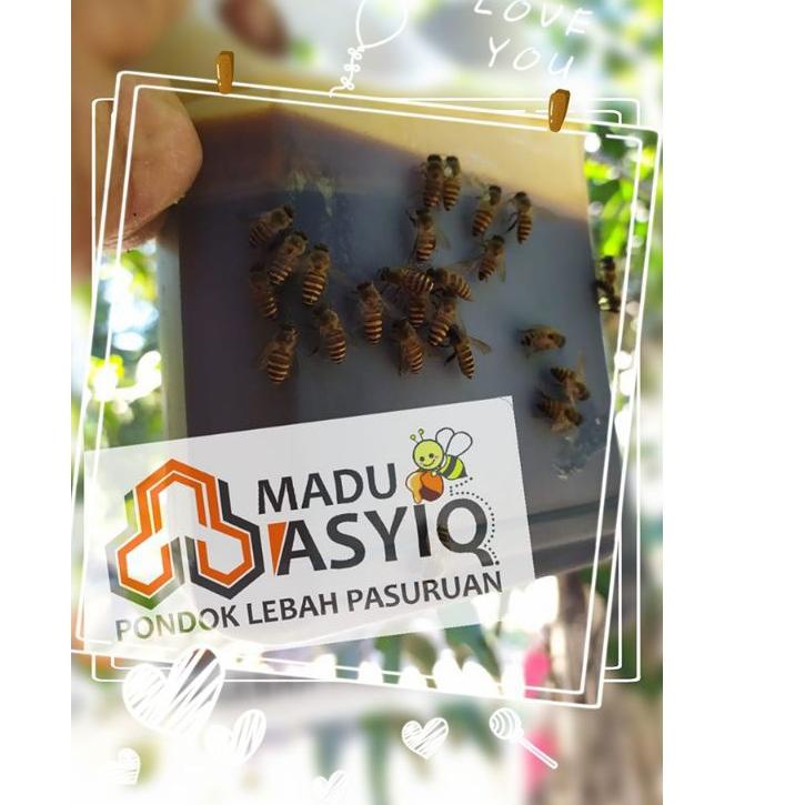 

Termurah [HJ6] MADU HUTAN LIAR ASLI APIS DORSATA/MADU MURNI