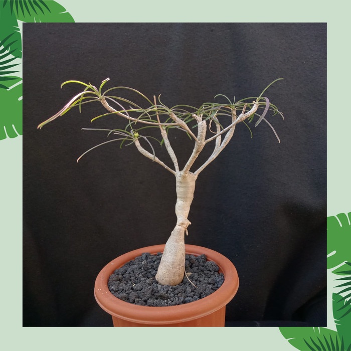#@#@#@#@] [Euphorbia] - Euphorbia Hedyotoides // Euphorbia Hedyotoides Caudex