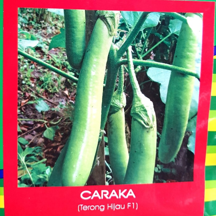 +%+%+%] Benih Bibit Terong Hijau F1