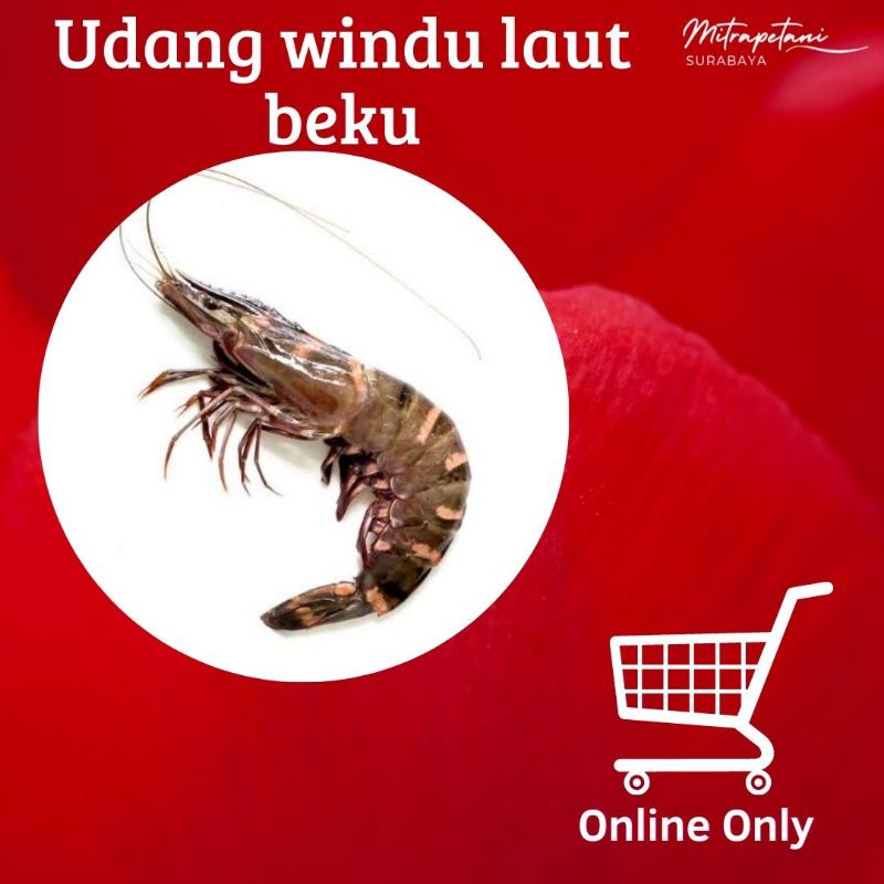 udang windu,udang windu laut,udang windu tiger