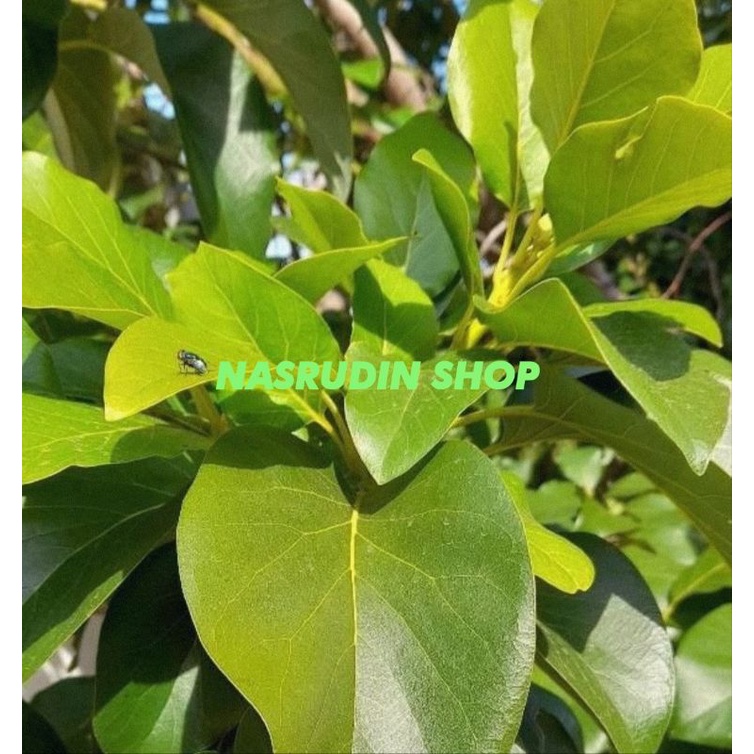 

DAUN ALPUKAT SEGAR LANGSUNG PETIK