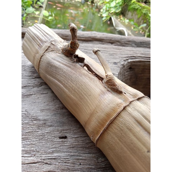 Bambu petuk Jalu, bambu unik