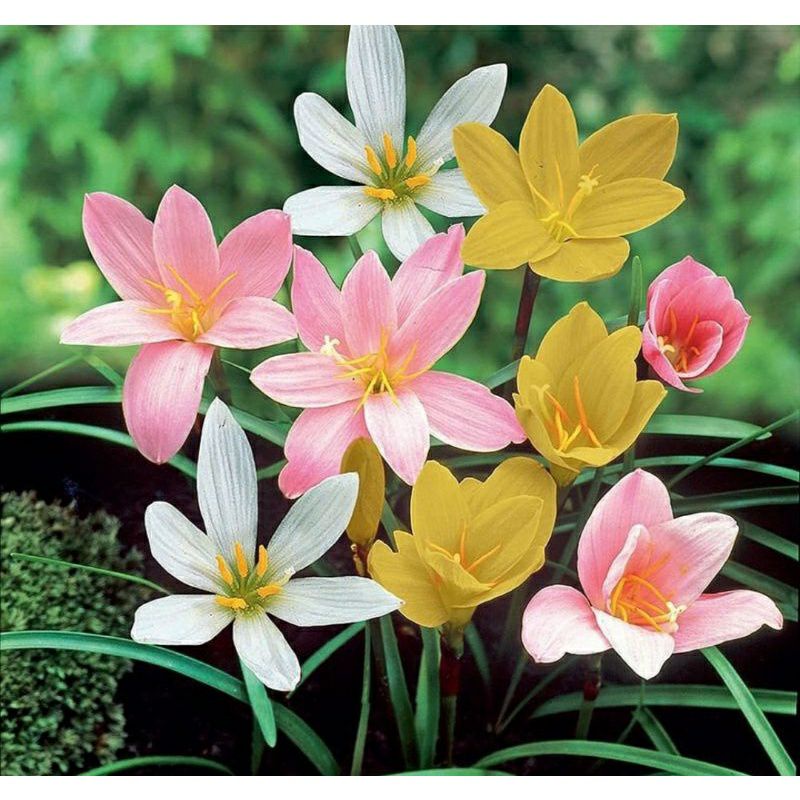 Kucai Hias Lily Hujan Rain Lily Merah Muda Putih Gading Kuning Pink Bibit Bunga Tanaman Hias