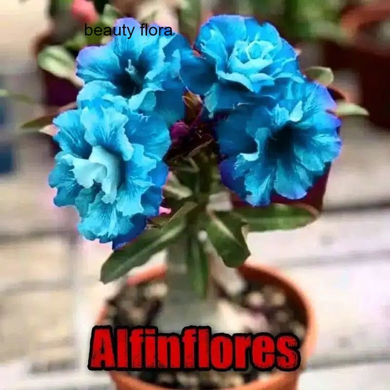 tanaman hias kamboja jepang adenium bunga tumpuk blue/biru