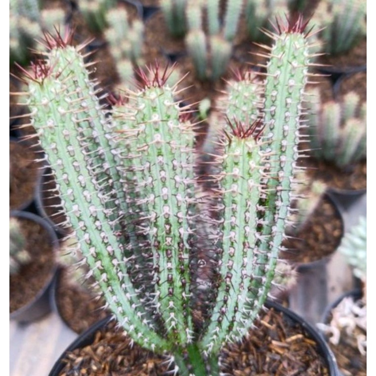 Euphorbia Baioensis Cluster Rimbun