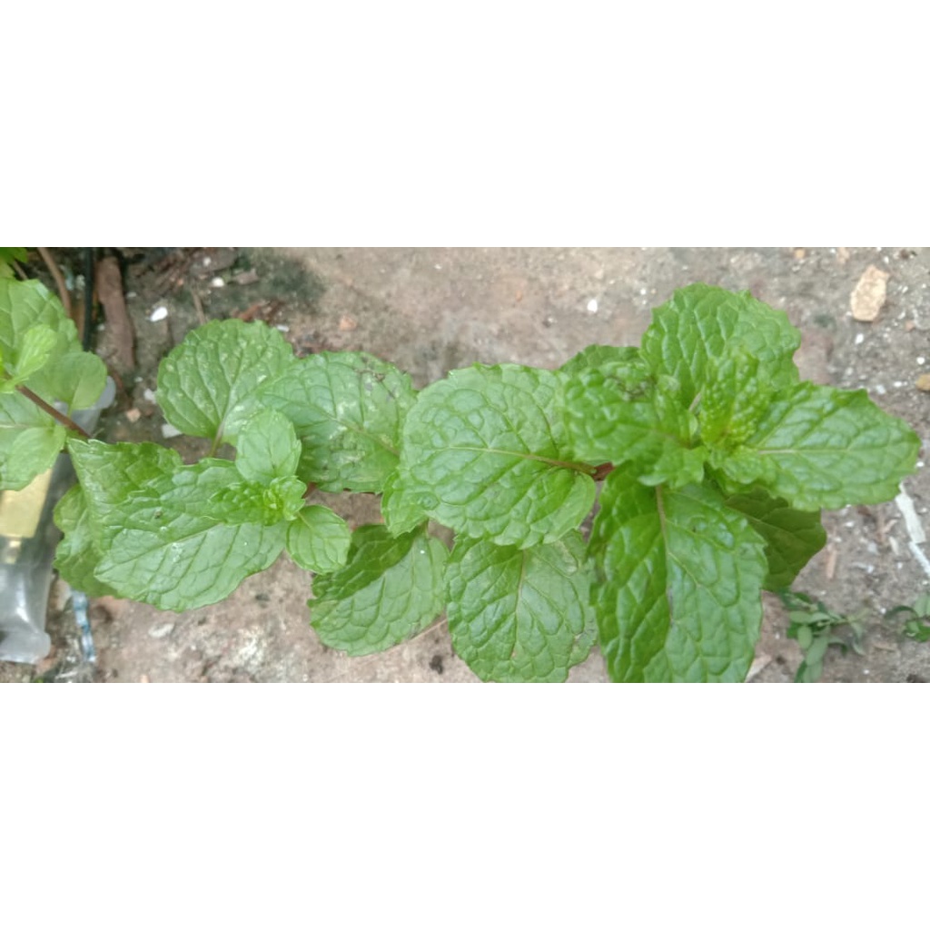 

Daun Mint Balikpapan