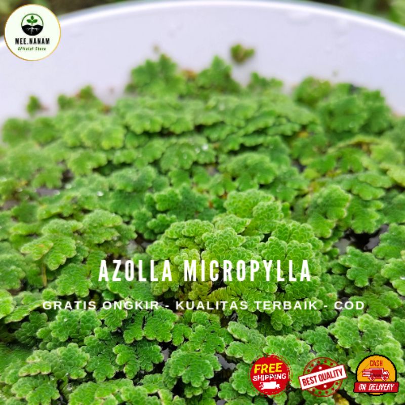 Azolla Michropylla Pinata pakan ternak 1 KG