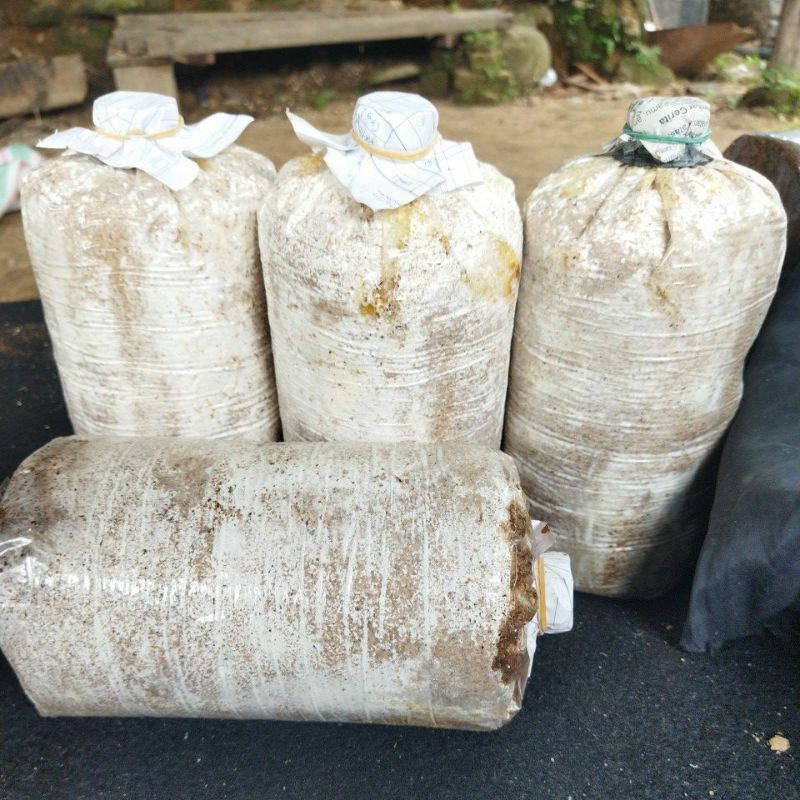 Jual BAGLOG JAMUR TIRAM SIAP PANEN (FULL MISELIUM) Shopee Indonesia