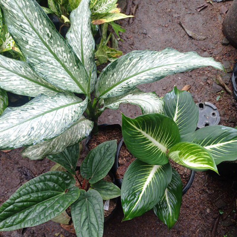 tanaman hias difen gurita