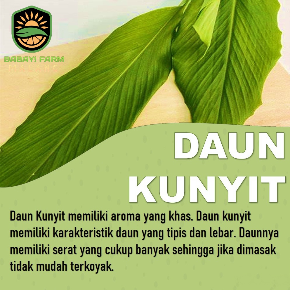 

Daun Kunyit 250 gr 500 gram 1 kg / daun koneng herbal / daun kunir per pack