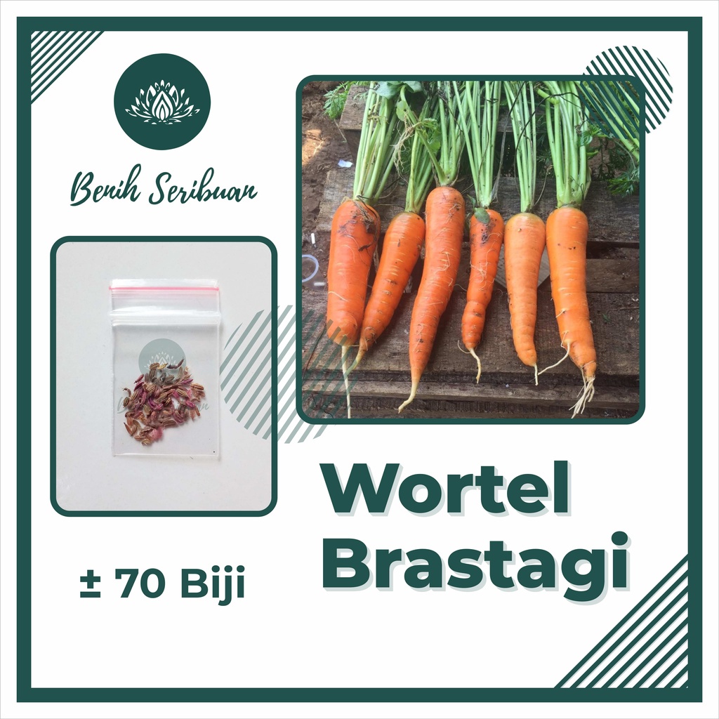 Benih Seribuan - 70 Bibit Sayuran Wortel Brastagi Medan Unggul