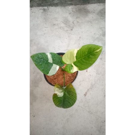 homalomena varigata sp Borneo