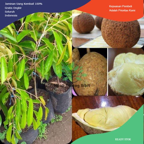 Bibit Durian Gundul okulasi super - Durian gundul asli Lombok NTB