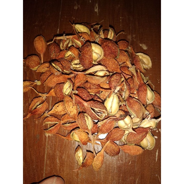 

buah gaharu kering siap olah
