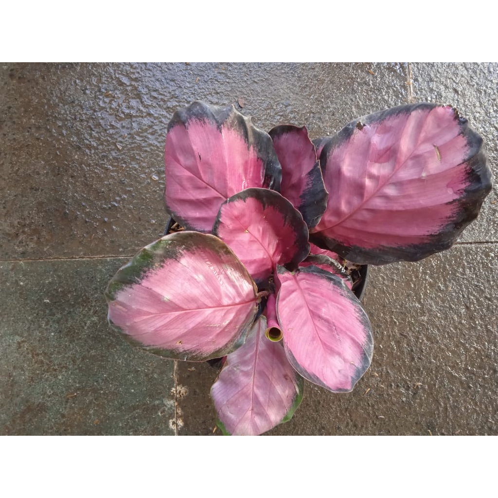 Tanaman Hias Calathea Crimsoon - Bunga Calathea Koleksi