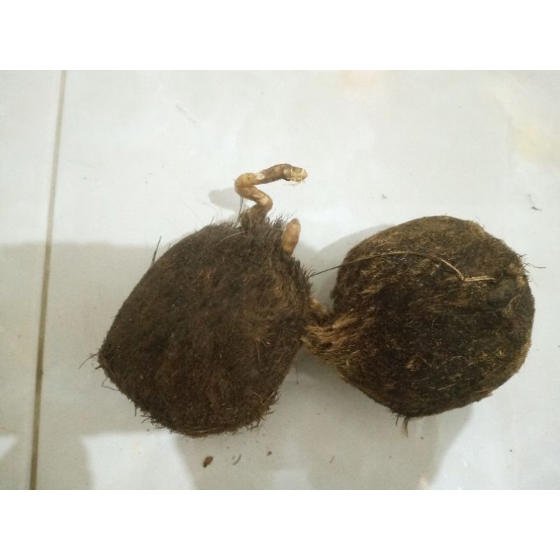 

Benih Buah Lontar Bertunas Cocok Ditanam Di Sgala Jenis Tanah(isi 2 biji)