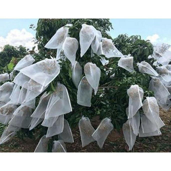 BEST brongsong buah kelengkeng besar 50x50 pembungkus buah kain