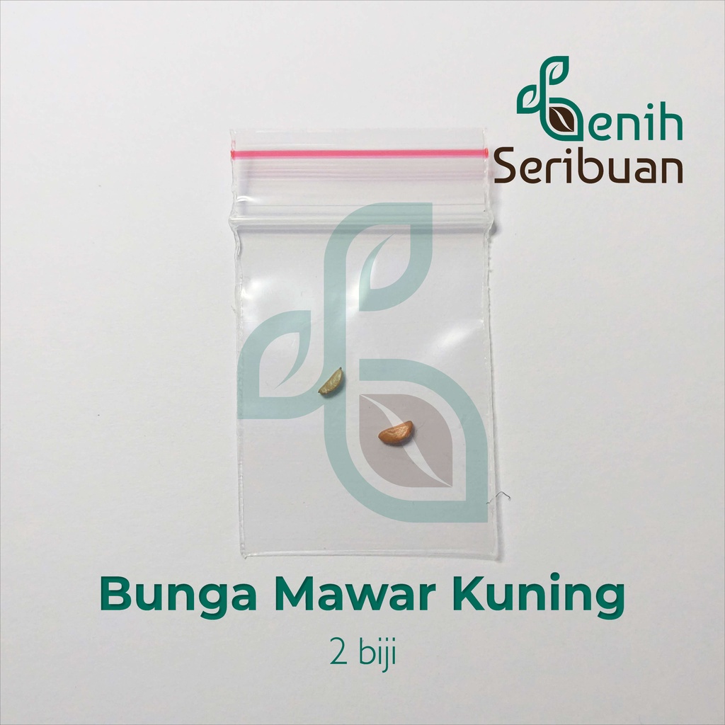 Benih Seribuan - 2 Bibit Bunga Mawar Kuning Import Unggul