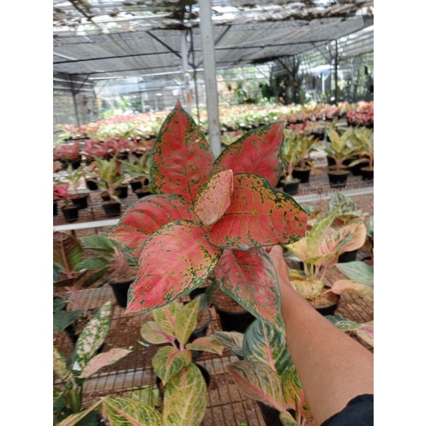 tanaman hias aglonema big apel
