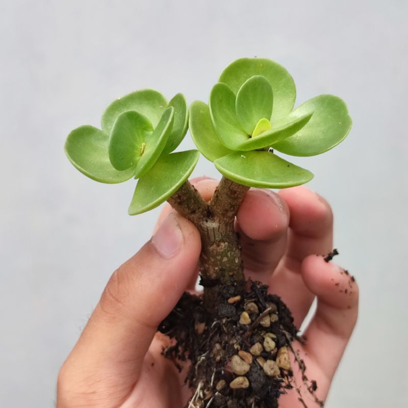 Portulacaria Molokinensis batang bonsai