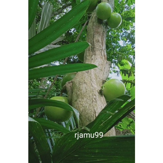 

Buah Berunuk buah maja,Herbal