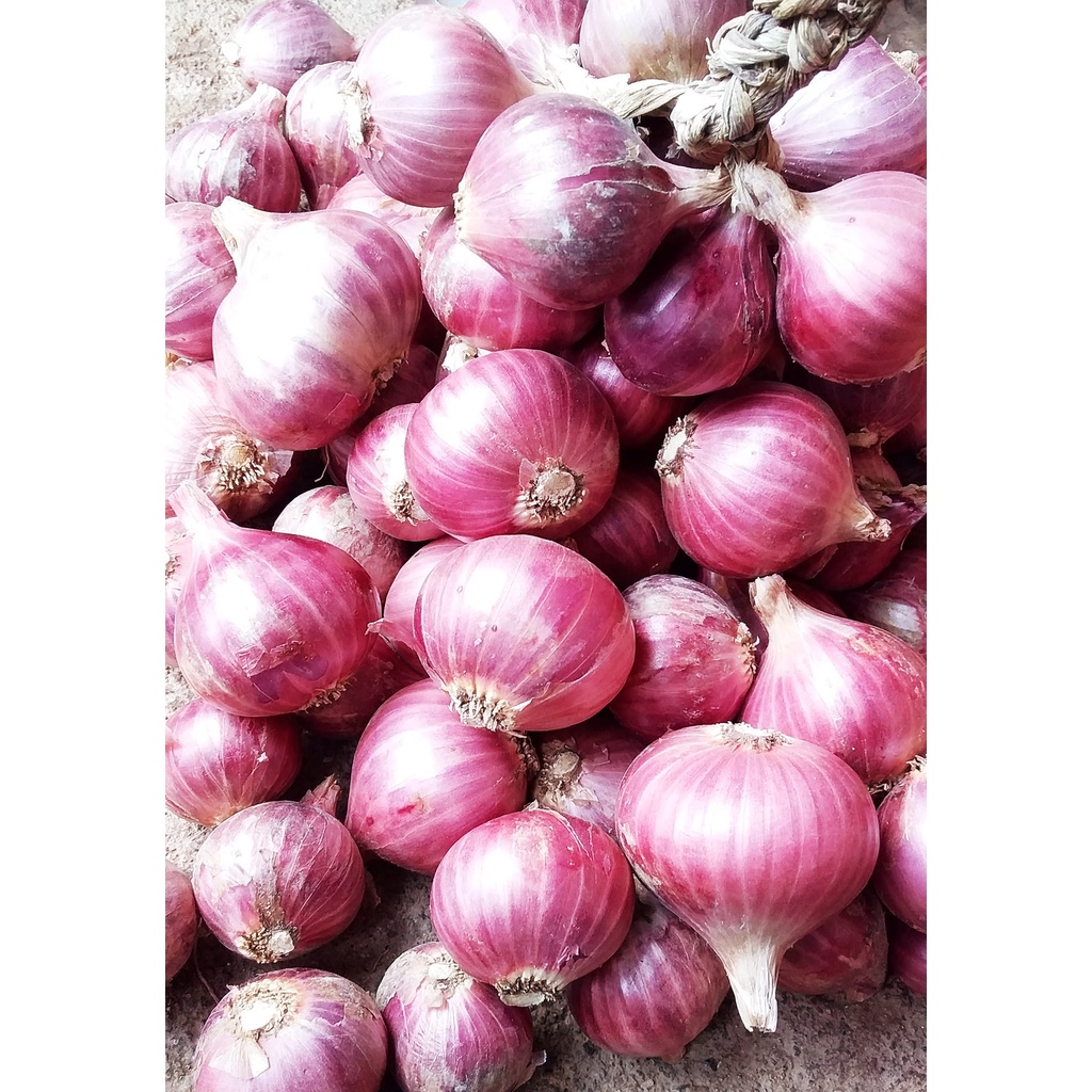 

BAWANG MERAH SURIAN SUMBAR/BAWANG MERAH SUMATRA BARAT/BAWANG MERAH ALAHAN PANJANG/BAWANG MERAH ASLI PADANG (1 KG)