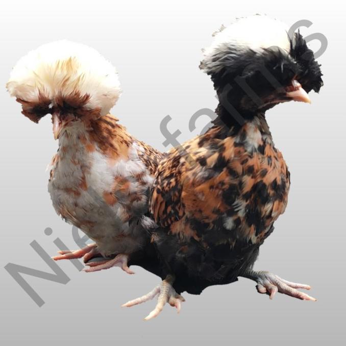 Ayam poland sepasang Jambul 3 warna HARGA DISKON