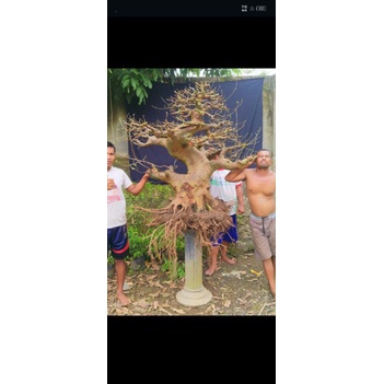 bonsai loa program an super istimewa