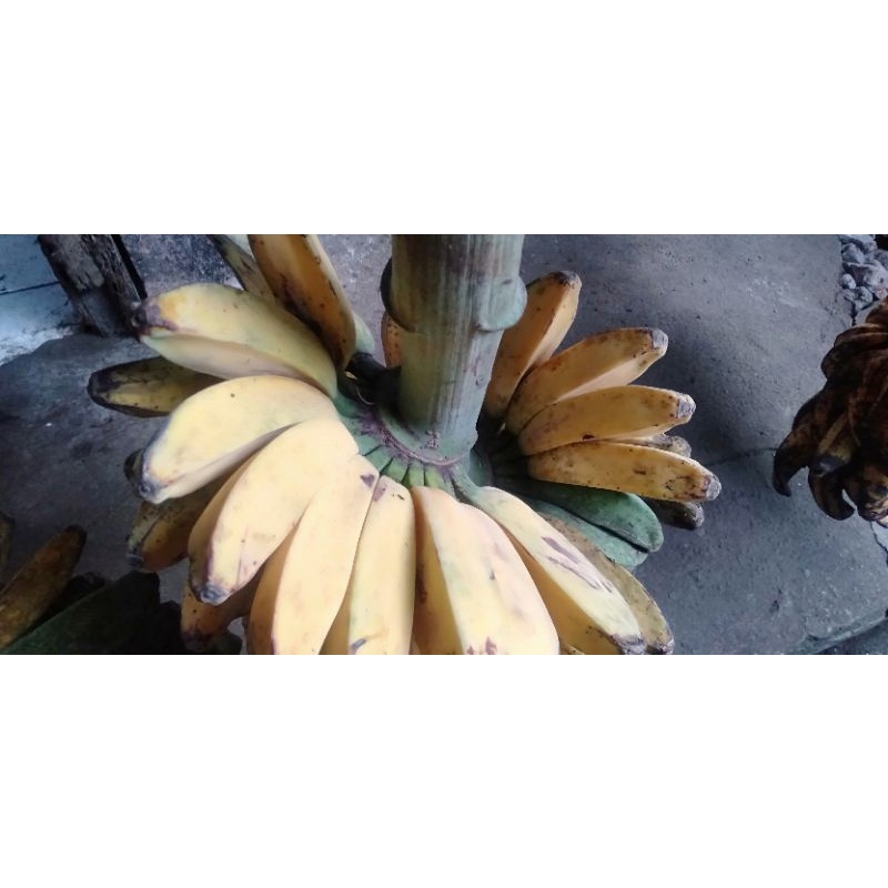 

Pisang Kepok Kuning matang
