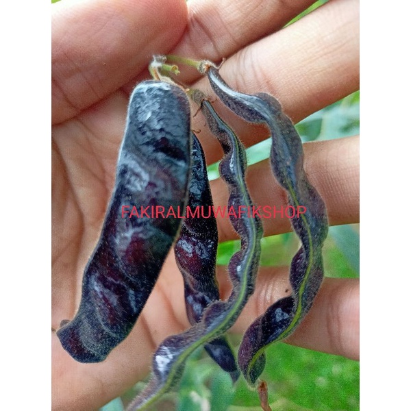 

SPESIAL KACANG HIRIS HITAM / BLACK BEAN SPESIAL KAYA MANFAAT DAN ENAK RASANYA stok terbatas