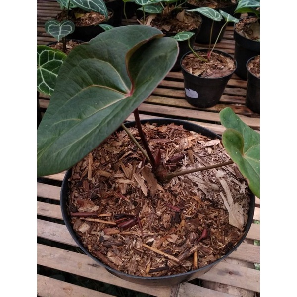 Anthrium Desleri red sinus