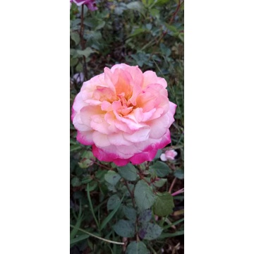 mawar import  50k/3pohon