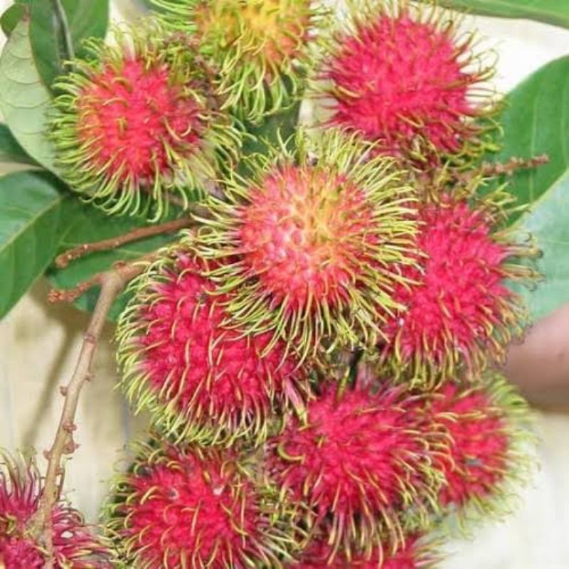 Jual Rambutan Binjai petik dari pohon langsung 1 kg | Shopee Indonesia