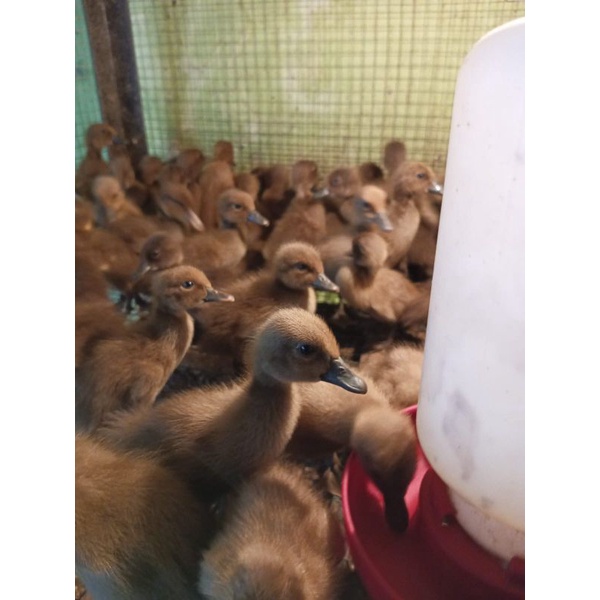 Bebek Lokal Jantan - Bebek Jawa - DOD Bebek Jantan - Bebek Pedaging Beli 15 Gratis 1