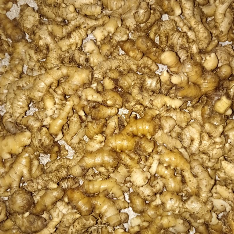 

Jahe Emprit Bersih Tanpa Tanah 1kg
