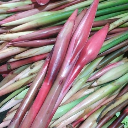 

Bunga Kecombrang / Honje / Rombeh (Satuan)