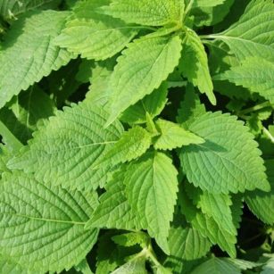 biji bunga perilla shiso herb isi 10 biji