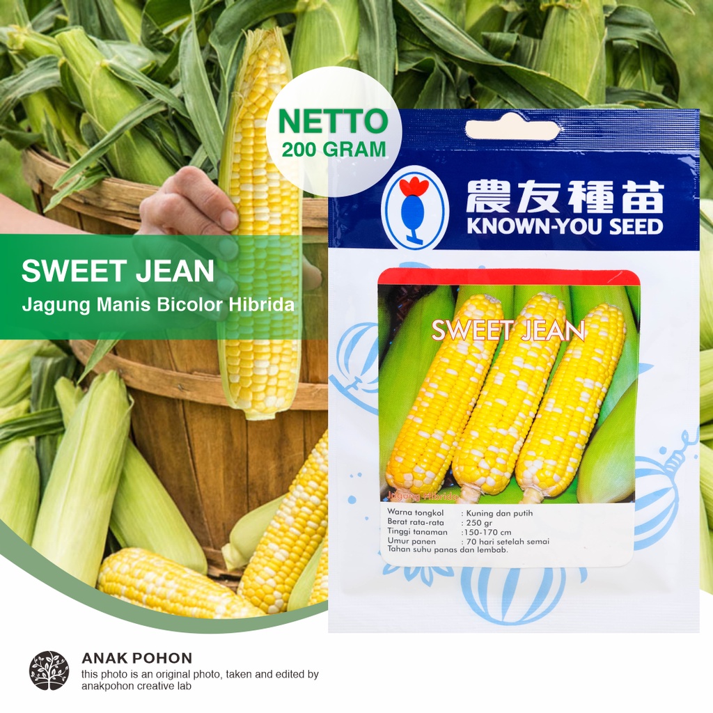 (1 PACK - 200 GRAM) Benih Jagung Manis SWEET JEAN Belang Kuning Putih Corn Seeds - Known You Seed KYS