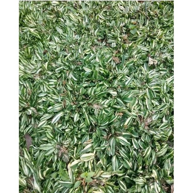 Jual Rumput Gajah Mini Varigata 25 X 25 Cm Persegi Shopee Indonesia